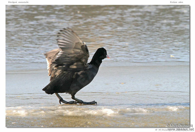 Foulque macroule, identification