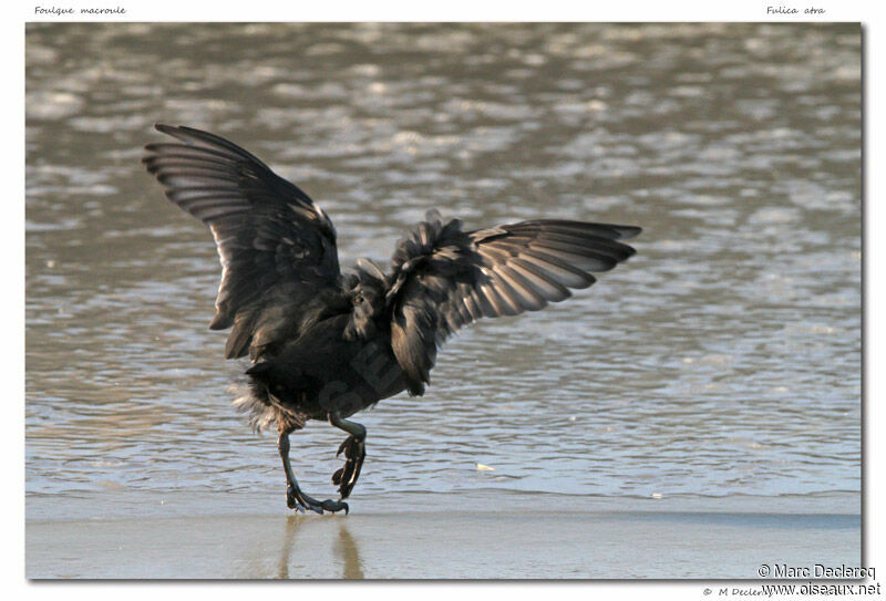 Eurasian Coot