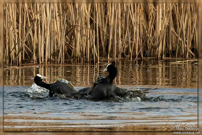 Eurasian Coot, Behaviour