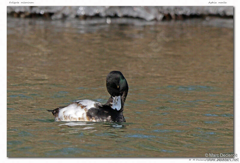 Greater Scaup, identification