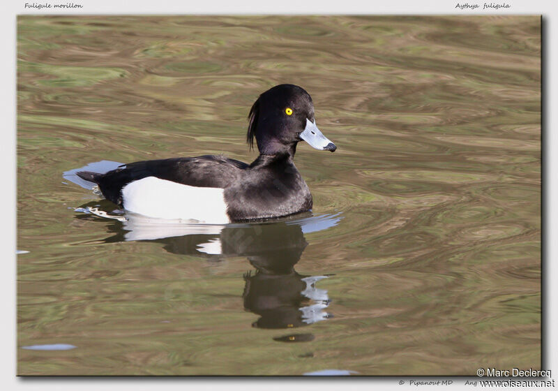 Tufted Duck, identification