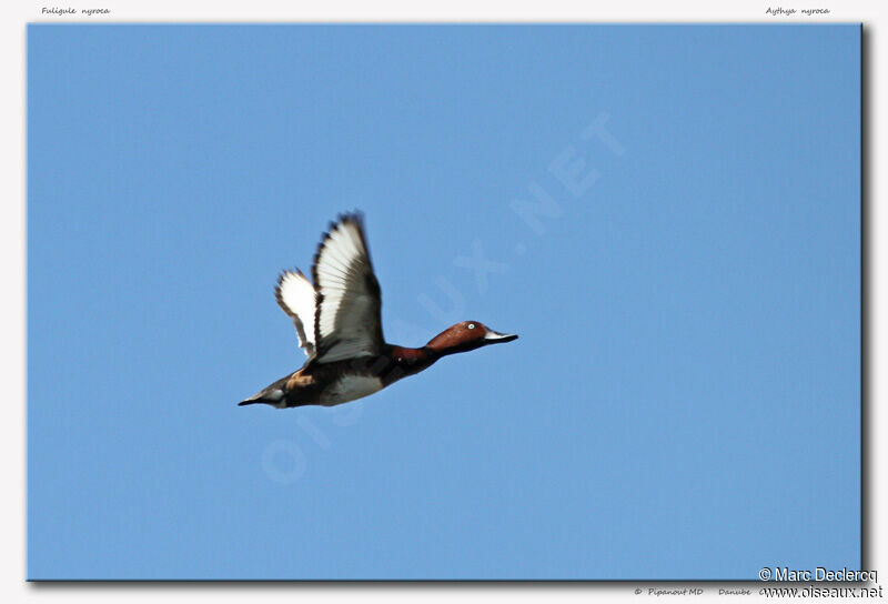 Ferruginous Duck, Flight