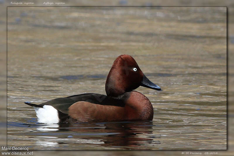 Ferruginous Duck male adult breeding, identification, Behaviour