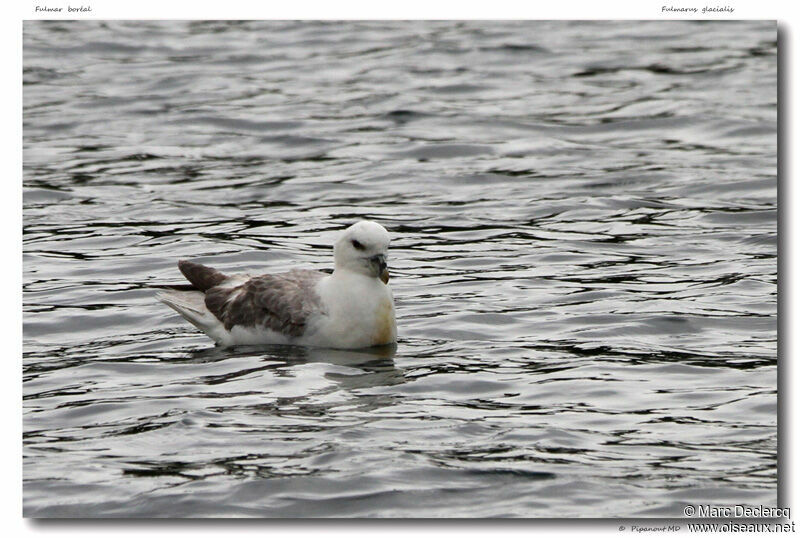 Fulmar boréal, identification