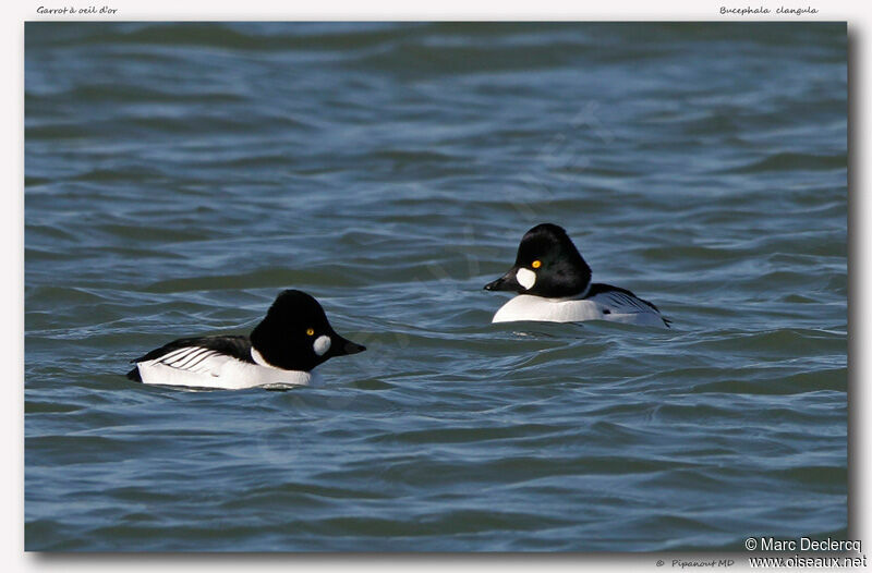 Common Goldeneye, identification