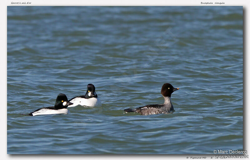 Common Goldeneye, identification