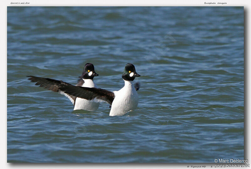 Common Goldeneye, identification, Behaviour