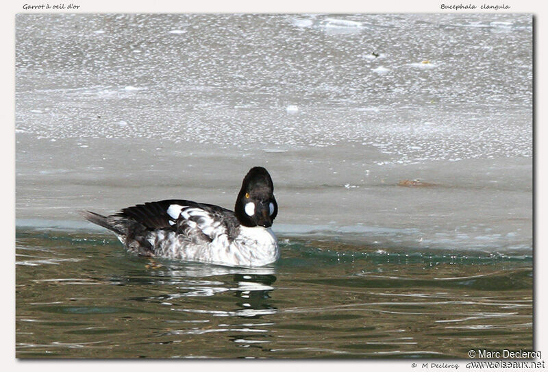 Common Goldeneye, identification