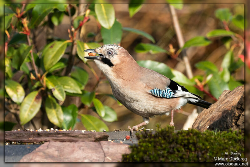 Eurasian Jay