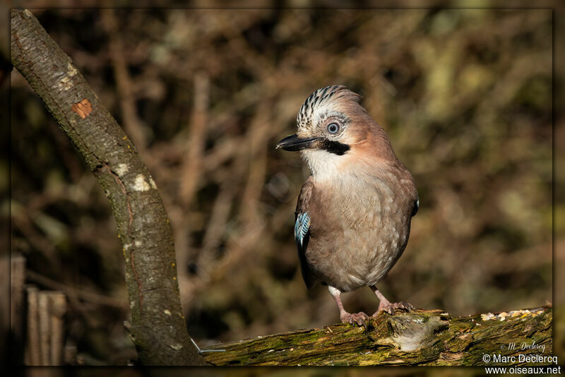 Eurasian Jay