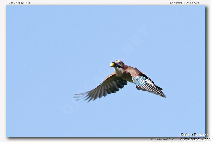 Eurasian Jay, identification, Flight, feeding habits