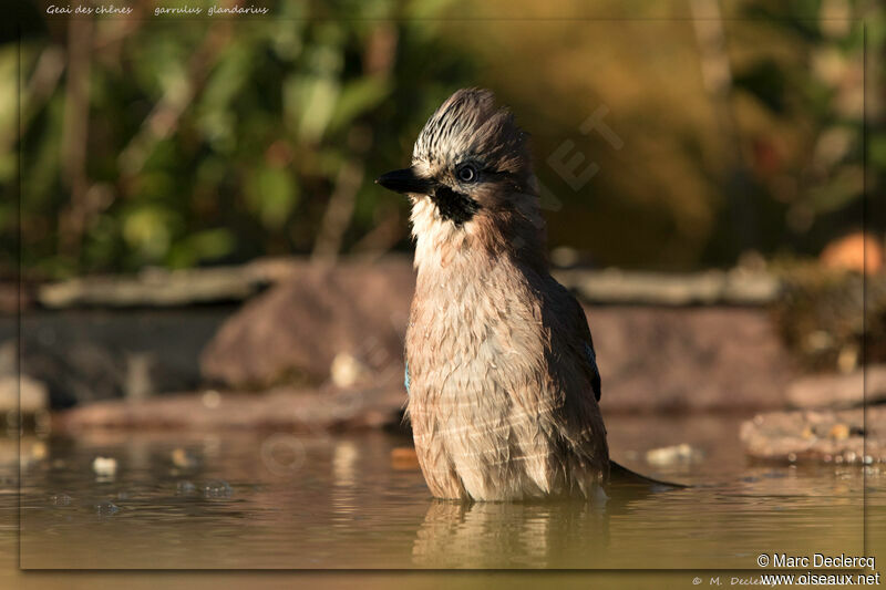 Eurasian Jay, care