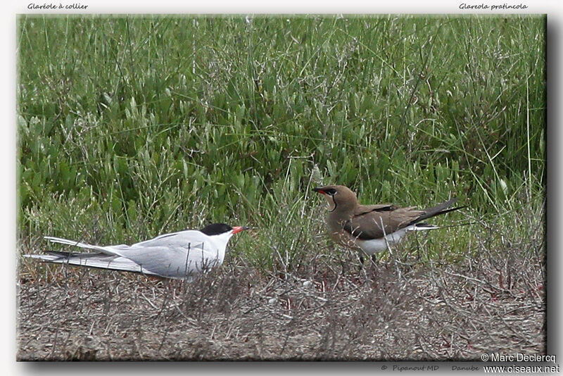 Glaréole à collier, identification