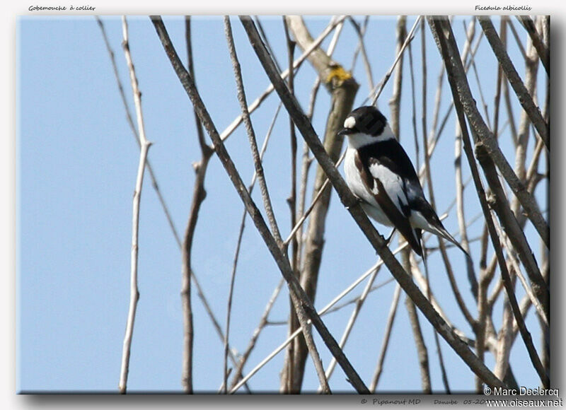 Collared Flycatcher, identification