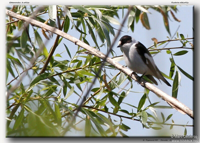 Collared Flycatcher, identification