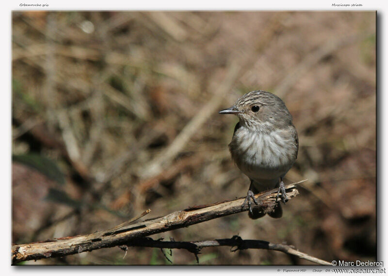 Spotted Flycatcher