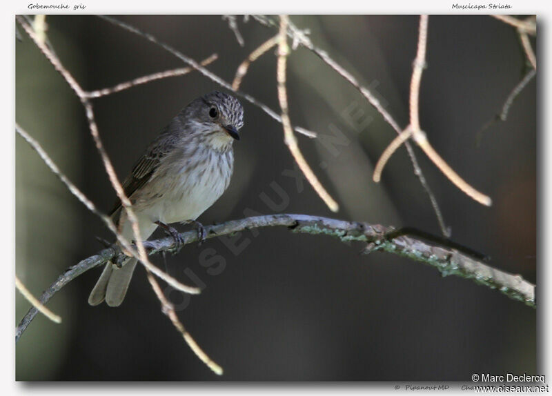 Spotted Flycatcher