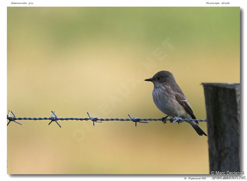 Spotted Flycatcher, identification