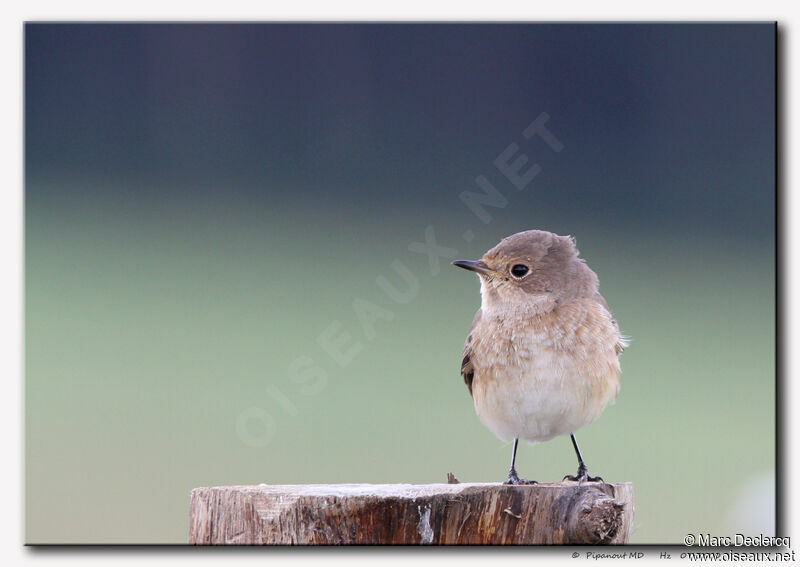 Red-breasted Flycatcher