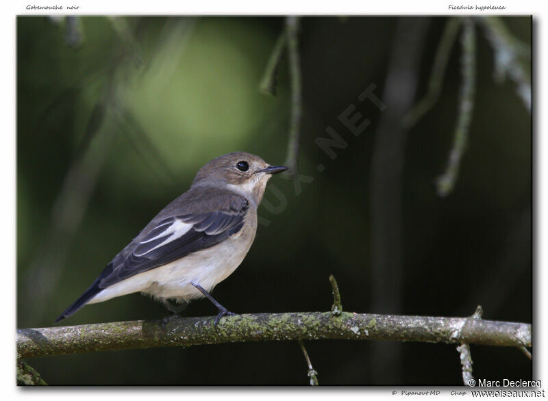 European Pied Flycatcher