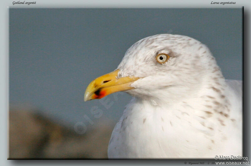 European Herring Gull, identification