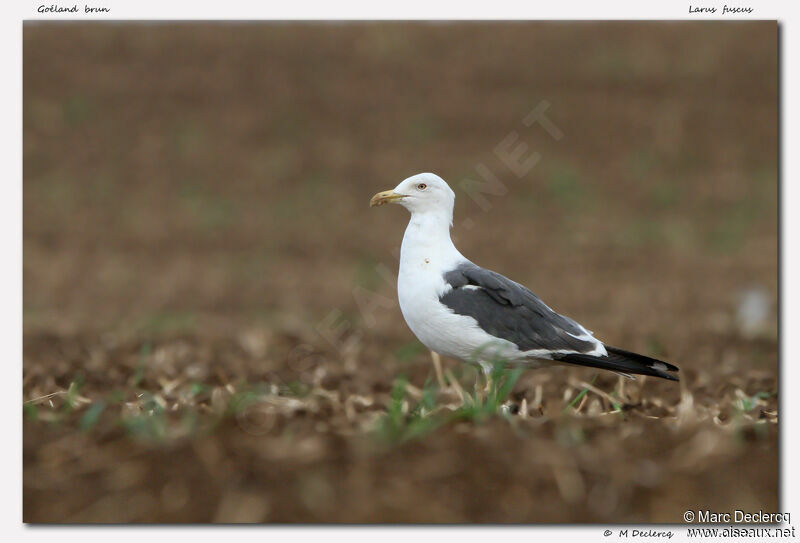 Goéland brun, identification