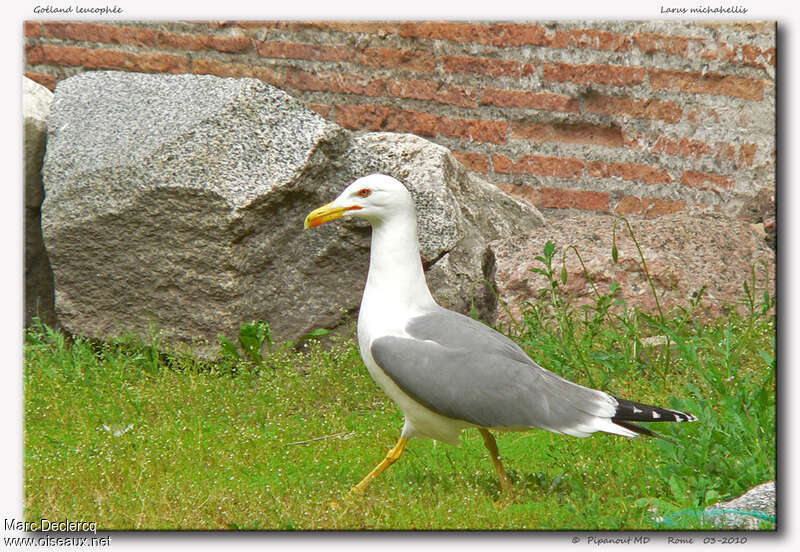 Goéland leucophée, identification