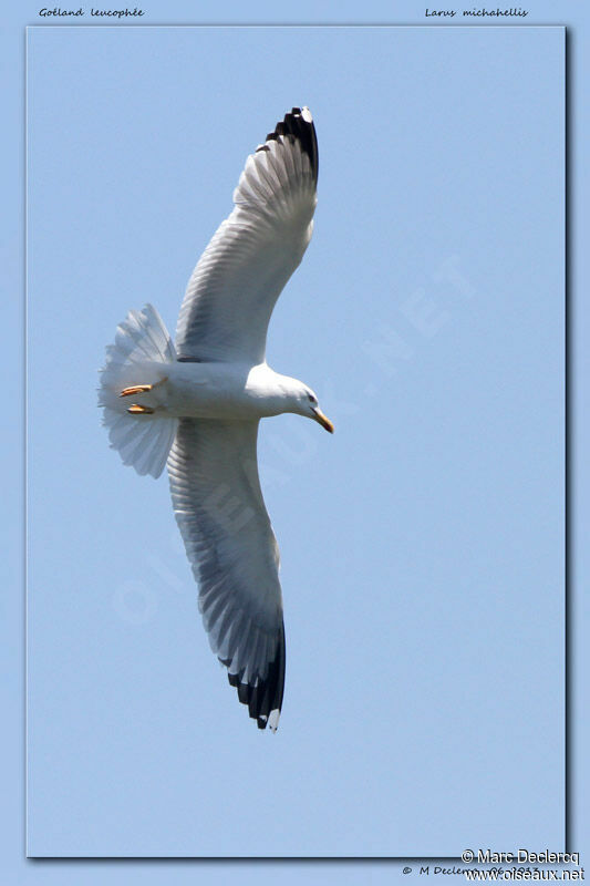 Yellow-legged Gull, Flight