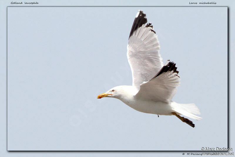 Yellow-legged Gull