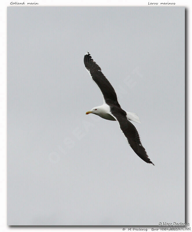 Great Black-backed Gull, Flight