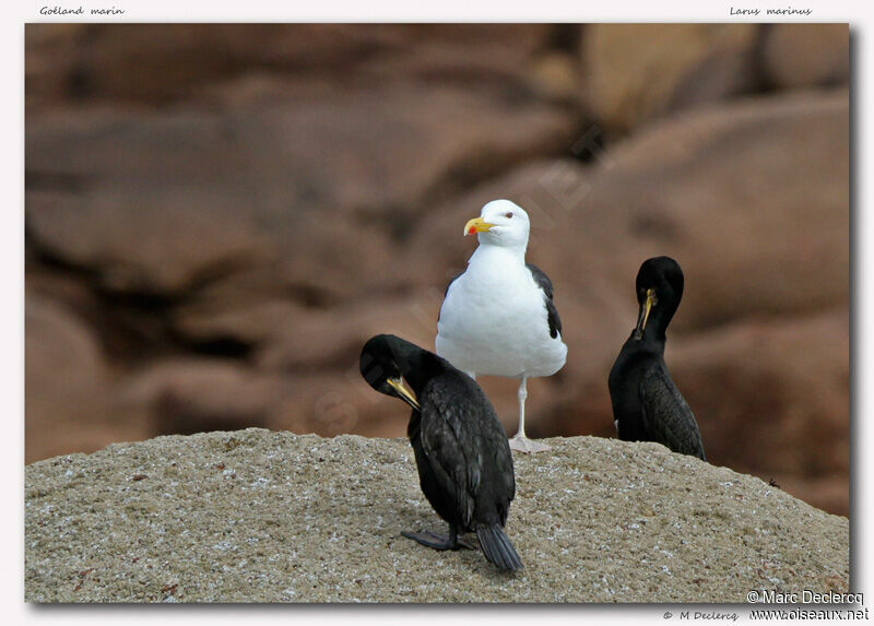 Great Black-backed Gull, identification