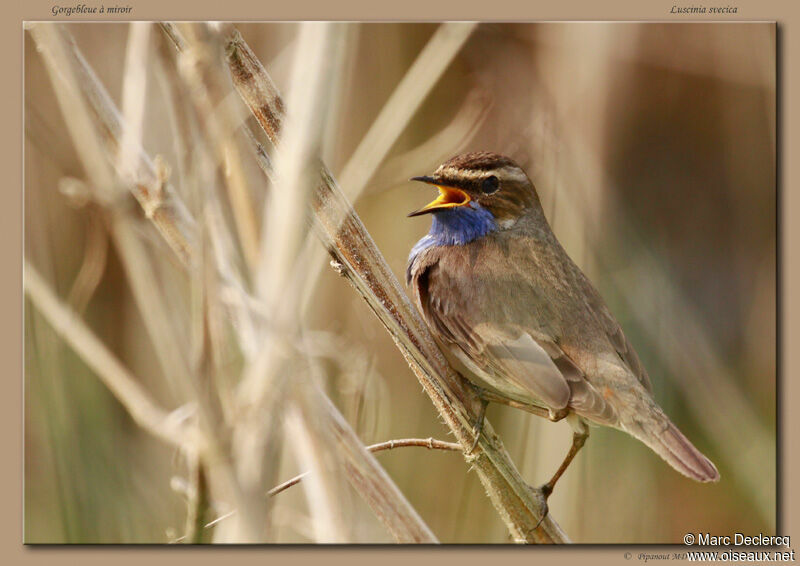 Gorgebleue à miroir mâle adulte, identification, chant