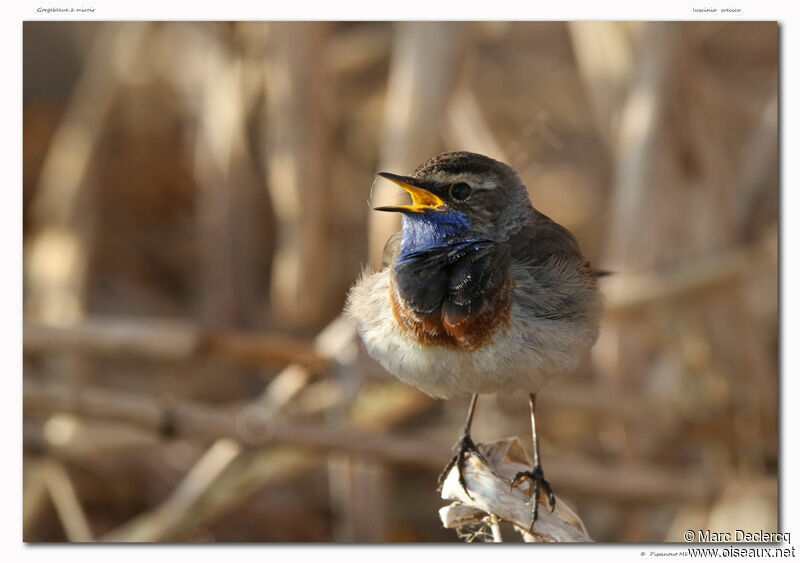 Gorgebleue à miroir, identification, chant