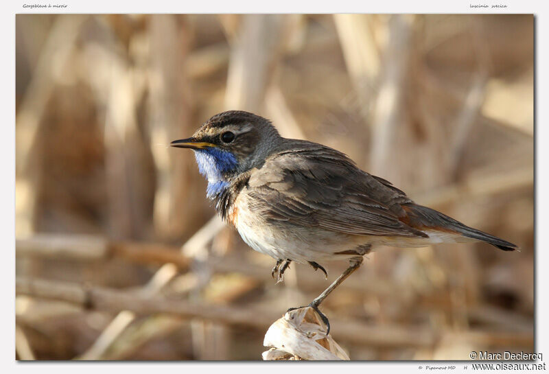 Bluethroat, identification