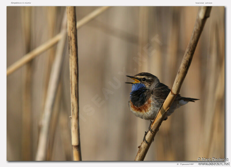 Bluethroat, identification, song