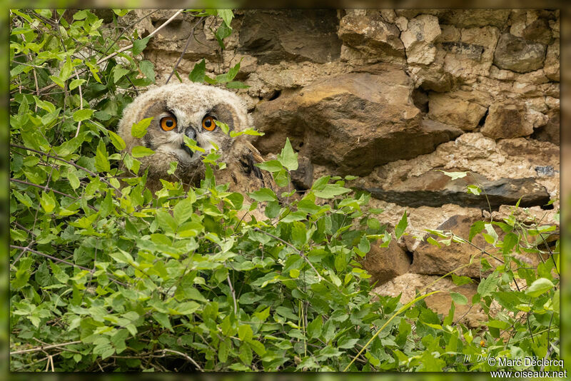 Eurasian Eagle-Owl