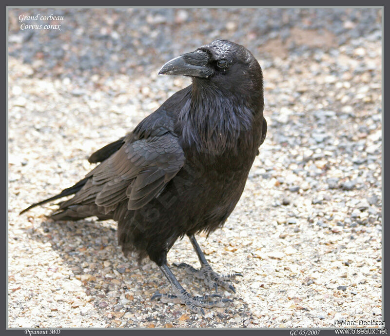 Northern Raven, identification