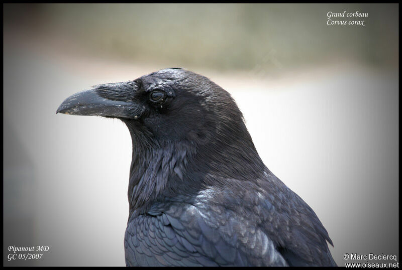 Grand Corbeau, identification