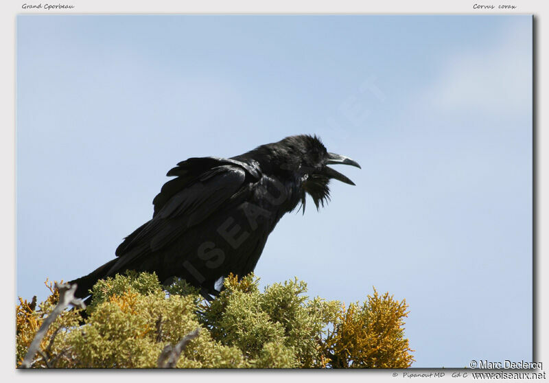 Grand Corbeau, identification