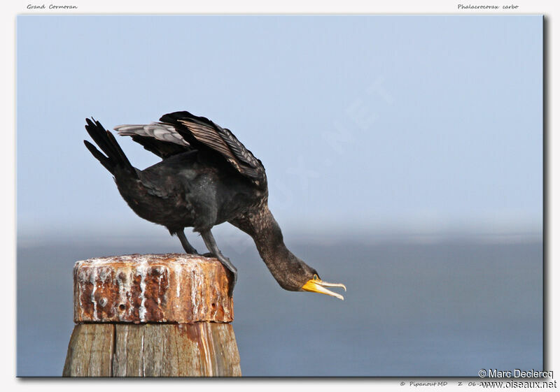 Great Cormorant, Behaviour