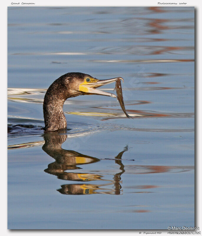 Grand Cormoran, identification, régime