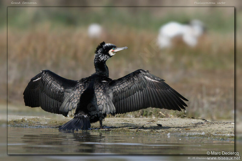 Great Cormorant