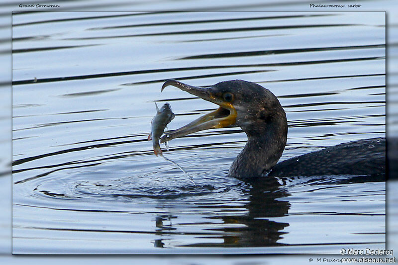 Grand Cormoran, identification, régime