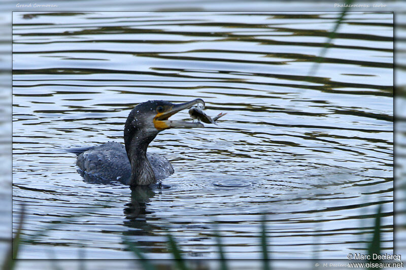 Great Cormorant, identification, feeding habits