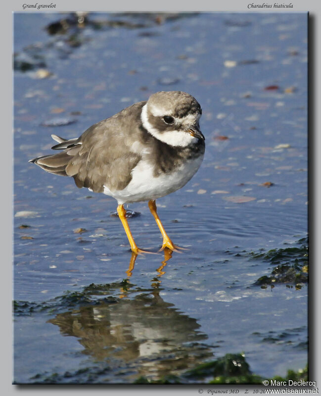 Common Ringed Plover