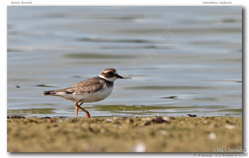 Common Ringed Plover