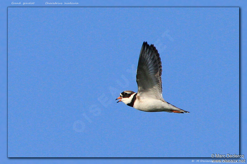 Common Ringed Plover, Flight