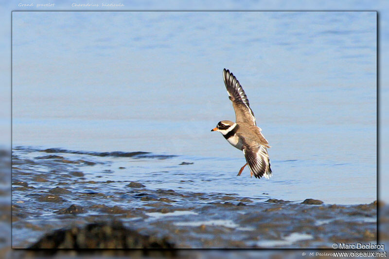 Common Ringed Plover