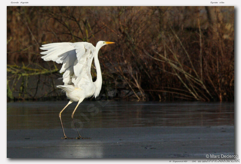 Grande Aigrette, identification