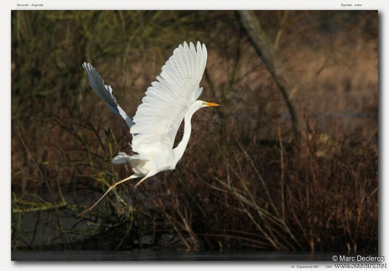 Grande Aigrette, Vol